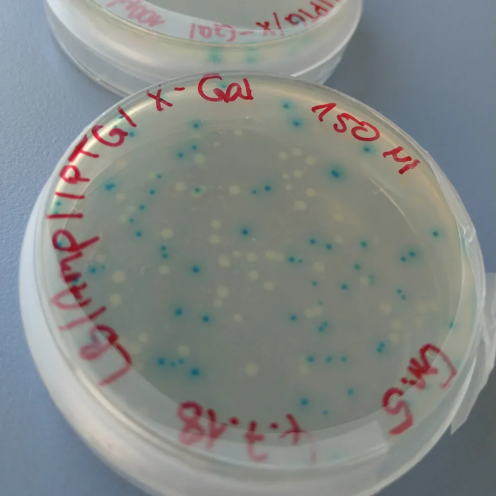 biolabor brakel schuelerkurs blue genes 793fda41 biolabor brakel schuelerkurs blue genes