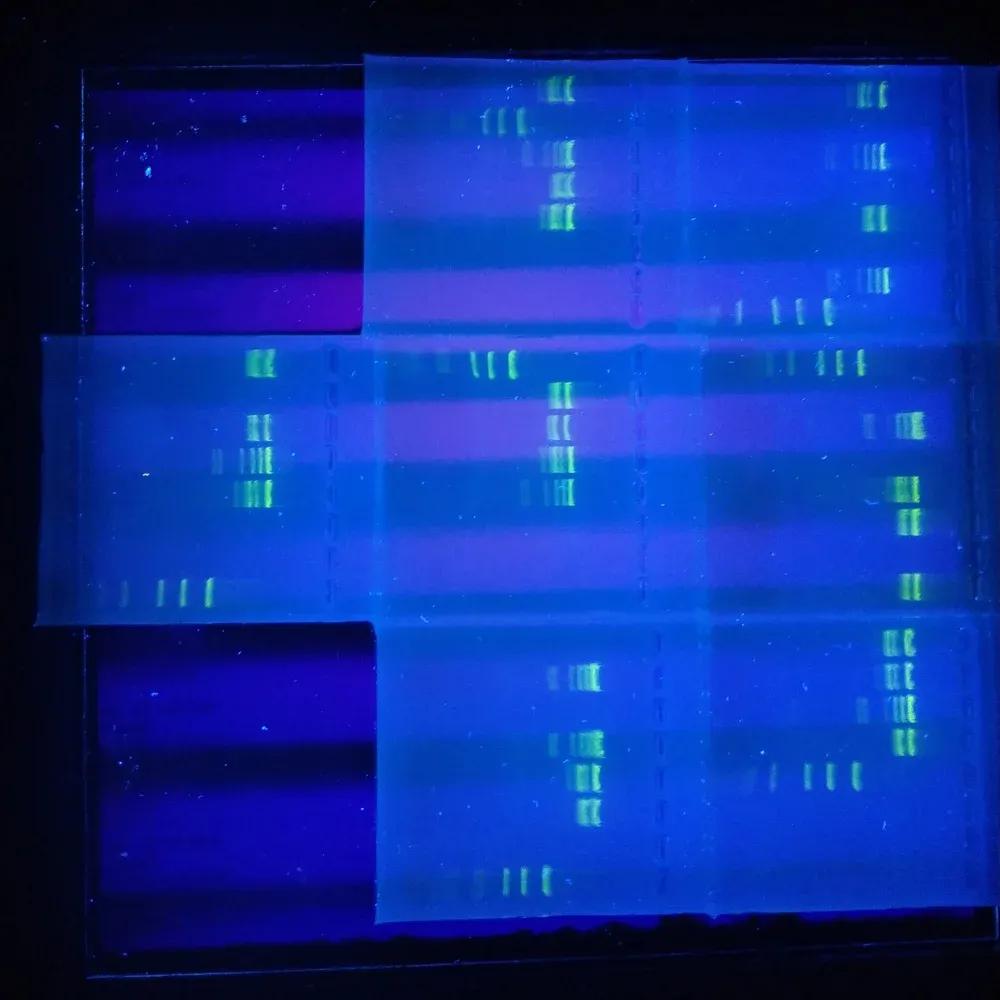 biolabor brakel schuelerkurs dna detektive ef9e3710 biolabor brakel schuelerkurs dna detektive